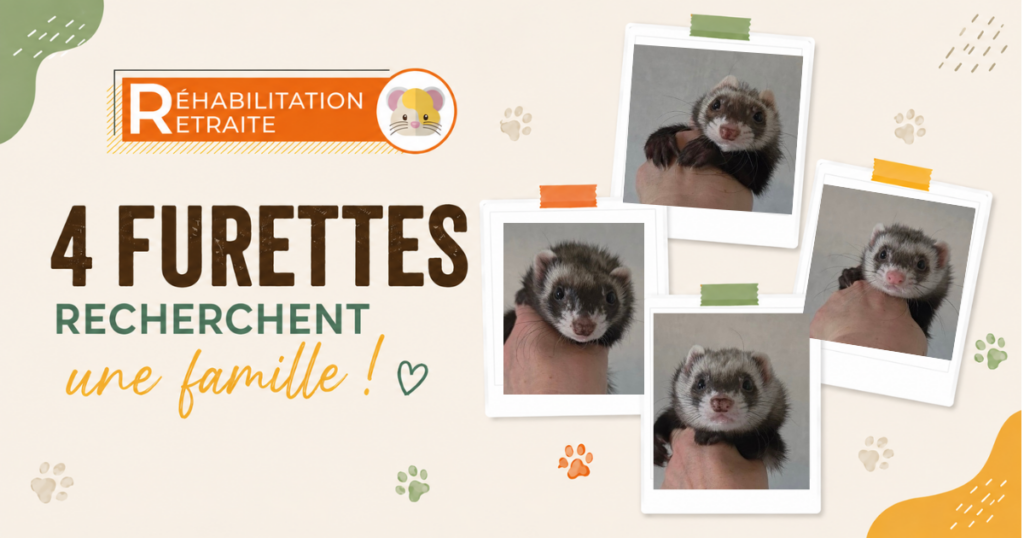 Une nouvelle aventure pour 4 furettes Une nouvelle aventure pour 4 furettes