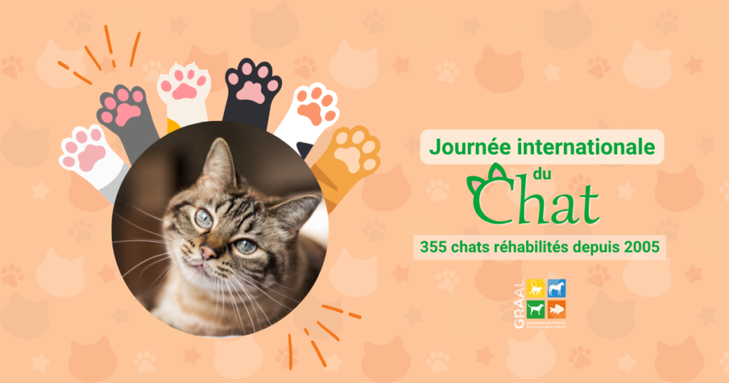 Journée internationale du chat Journée internationale du chat