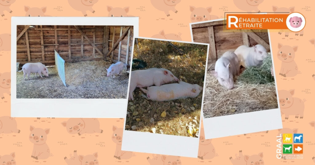 2 nouvelles retraitées : sortie de 2 minipigs