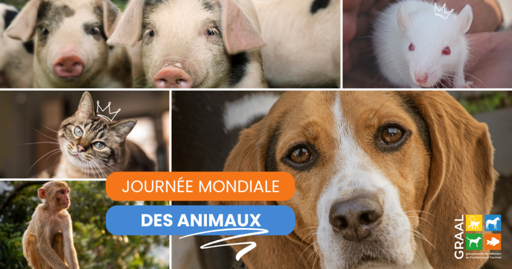 Journée mondiale des animaux Journée mondiale des animaux