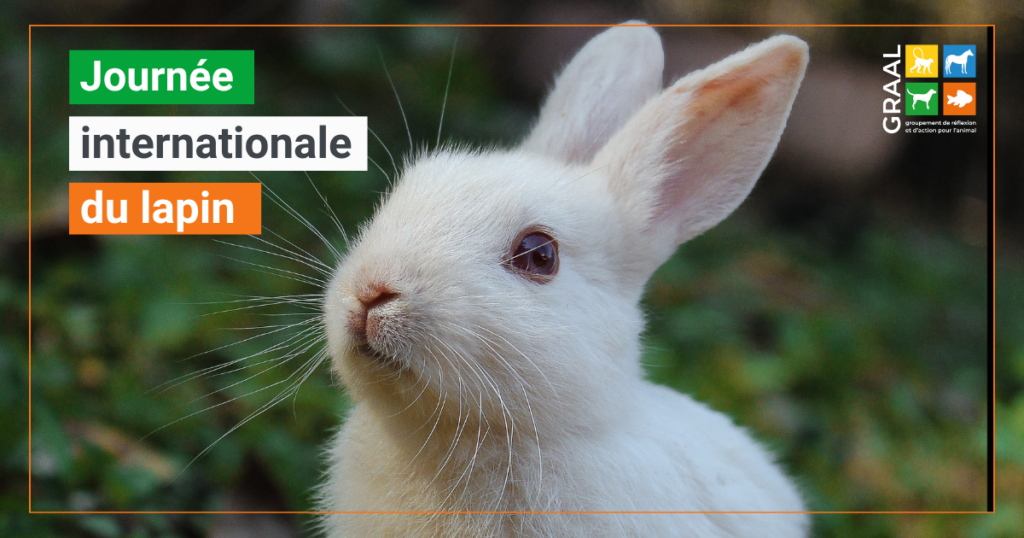 Journée internationale du lapin